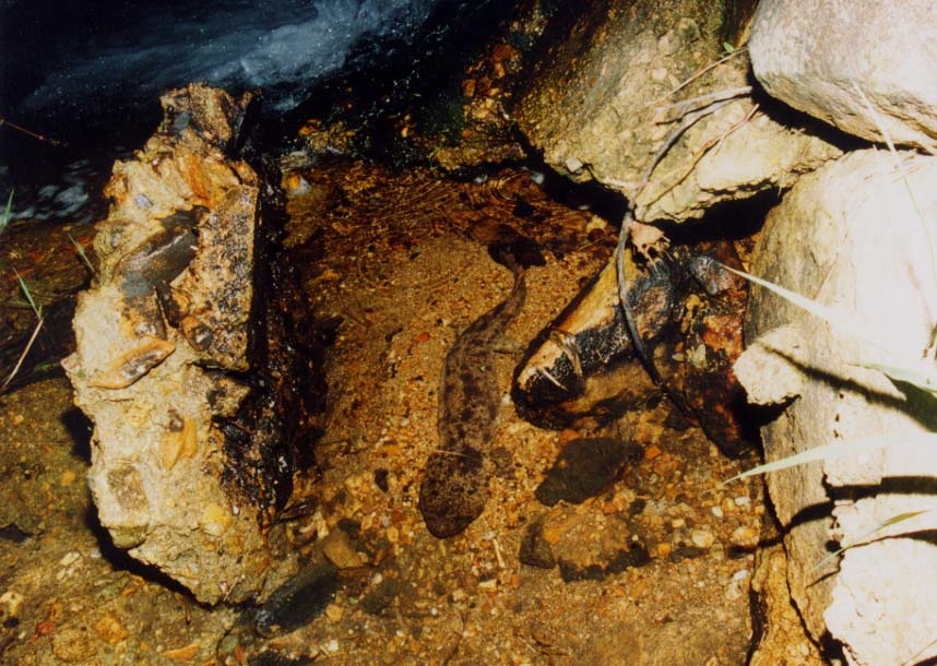 Andrias japonicus Adult Hide